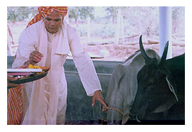 Shri Rawatpura Sarkar Maharaj Ji Serving Cows