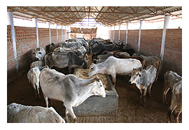 Shri Rawatpura Sarkar Maharaj Ji Serving Cows